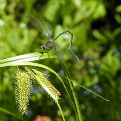 Austroargiolestes icteromelas (Common Flatwing) at ANBG - 23 Dec 2018 by RodDeb