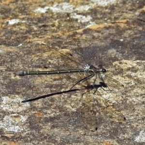 Austroargiolestes icteromelas at Acton, ACT - 24 Dec 2018