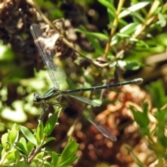 Austroargiolestes icteromelas at Acton, ACT - 24 Dec 2018