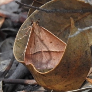 Epidesmia chilonaria at Acton, ACT - 24 Dec 2018