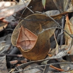 Epidesmia chilonaria at Acton, ACT - 24 Dec 2018