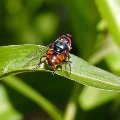 Austalis copiosa (Hover fly) at Acton, ACT - 23 Dec 2018 by RodDeb