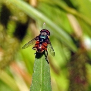 Austalis copiosa at Acton, ACT - 24 Dec 2018