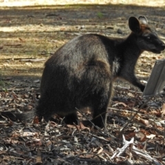 Wallabia bicolor (Swamp Wallaby) at Acton, ACT - 24 Dec 2018 by RodDeb