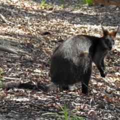 Wallabia bicolor at Acton, ACT - 24 Dec 2018 10:47 AM