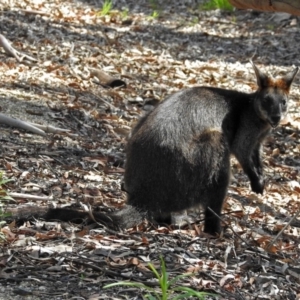 Wallabia bicolor at Acton, ACT - 24 Dec 2018 10:47 AM