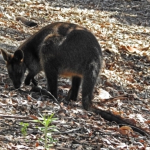 Wallabia bicolor at Acton, ACT - 24 Dec 2018 10:47 AM