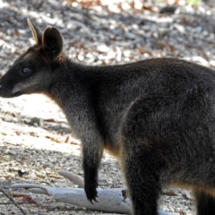 Wallabia bicolor at Acton, ACT - 24 Dec 2018 10:47 AM