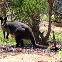 Wallabia bicolor at Acton, ACT - 24 Dec 2018 10:47 AM