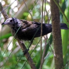 Colluricincla harmonica (Grey Shrikethrush) at Acton, ACT - 24 Dec 2018 by RodDeb