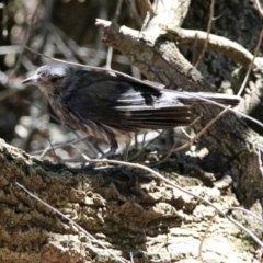 Colluricincla harmonica at Acton, ACT - 24 Dec 2018