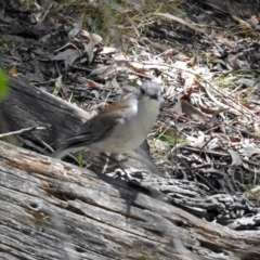 Colluricincla harmonica at Acton, ACT - 24 Dec 2018