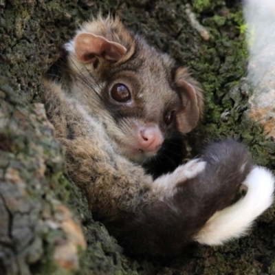 Pseudocheirus peregrinus (Common Ringtail Possum) at Acton, ACT - 24 Dec 2018 by RodDeb