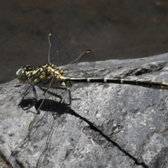 Austrogomphus guerini (Yellow-striped Hunter) at Rendezvous Creek, ACT - 24 Dec 2018 by JohnBundock