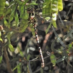 Austroaeschna pulchra (Forest Darner) at Booth, ACT - 24 Dec 2018 by JohnBundock