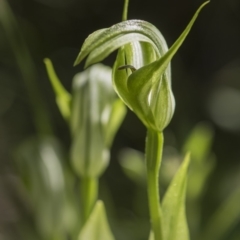 Pterostylis monticola (Large Mountain Greenhood) at Tennent, ACT - 24 Dec 2018 by GlenRyan