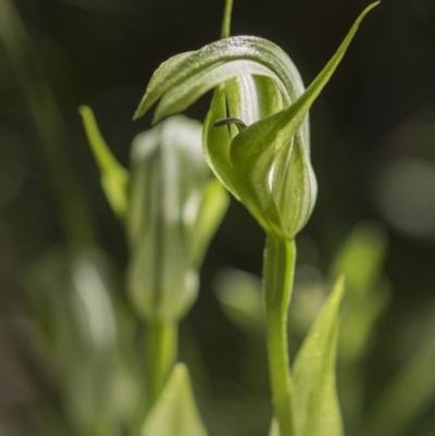 Pterostylis monticola (Large Mountain Greenhood) at Tennent, ACT - 23 Dec 2018 by GlenRyan