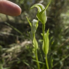 Pterostylis monticola at Tennent, ACT - 24 Dec 2018