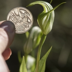 Pterostylis monticola at Tennent, ACT - 24 Dec 2018