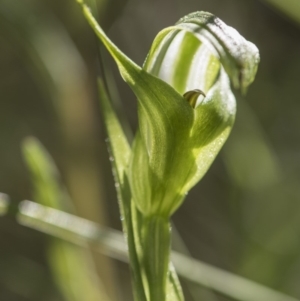 Pterostylis monticola at Tennent, ACT - 24 Dec 2018