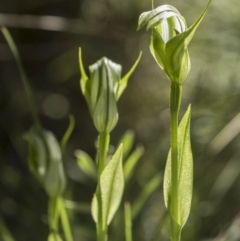 Pterostylis monticola at Tennent, ACT - suppressed