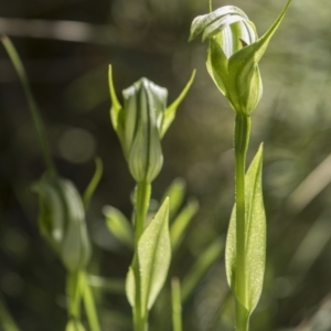 Pterostylis monticola at Tennent, ACT - suppressed