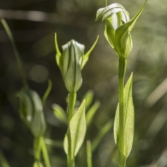 Pterostylis monticola at Tennent, ACT - 24 Dec 2018