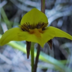 Diuris monticola (Highland Golden Moths) at Booth, ACT - 24 Dec 2018 by JohnBundock