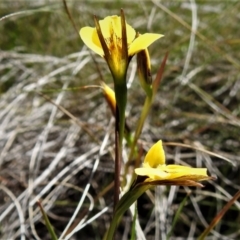 Diuris monticola at Booth, ACT - suppressed