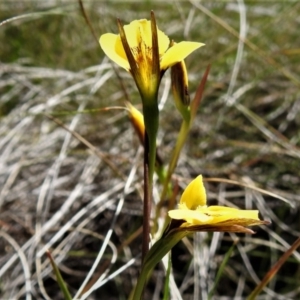 Diuris monticola at Booth, ACT - suppressed