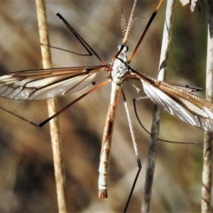 Ptilogyna sp. (genus) at Booth, ACT - 24 Dec 2018 03:43 PM