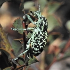 Chrysolopus spectabilis (Botany Bay Weevil) at Booth, ACT - 24 Dec 2018 by JohnBundock