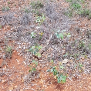 Rutidosis leptorhynchoides at Yarralumla, ACT - 22 Dec 2018 12:03 PM