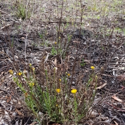 Rutidosis leptorhynchoides (Button Wrinklewort) at Stirling Park - 22 Dec 2018 by jpittock