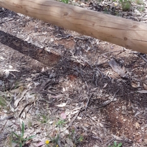 Rutidosis leptorhynchoides at Yarralumla, ACT - 22 Dec 2018 11:49 AM