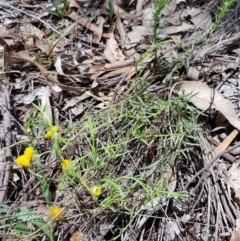 Rutidosis leptorhynchoides (Button Wrinklewort) at Yarralumla, ACT - 22 Dec 2018 by jpittock