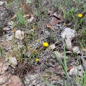 Rutidosis leptorhynchoides at Yarralumla, ACT - 22 Dec 2018 11:10 AM