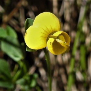 Lotus corniculatus at Booth, ACT - 24 Dec 2018