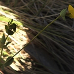 Lotus corniculatus at Booth, ACT - 24 Dec 2018