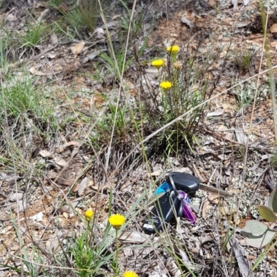 Rutidosis leptorhynchoides (Button Wrinklewort) at Attunga Point - 22 Dec 2018 by jpittock