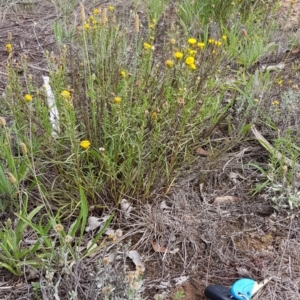 Rutidosis leptorhynchoides at Yarralumla, ACT - 22 Dec 2018