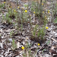 Rutidosis leptorhynchoides (Button Wrinklewort) at Stirling Park - 21 Dec 2018 by jpittock