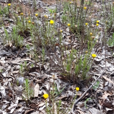 Rutidosis leptorhynchoides (Button Wrinklewort) at Stirling Park - 22 Dec 2018 by jpittock