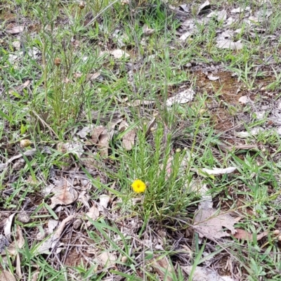 Rutidosis leptorhynchoides (Button Wrinklewort) at Yarralumla, ACT - 21 Dec 2018 by jpittock