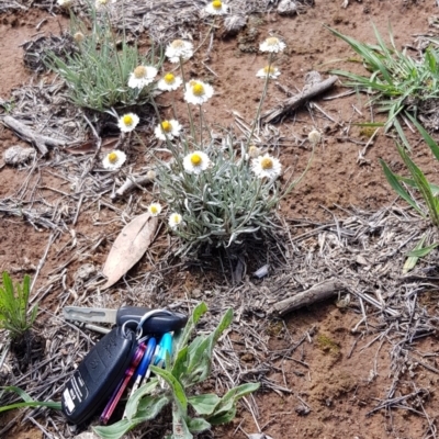 Leucochrysum albicans subsp. tricolor (Hoary Sunray) at Yarralumla, ACT - 22 Dec 2018 by jpittock