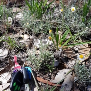 Leucochrysum albicans at Yarralumla, ACT - 22 Dec 2018 10:12 AM