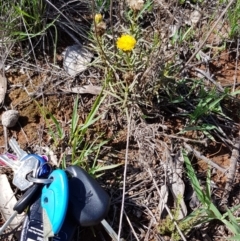 Rutidosis leptorhynchoides (Button Wrinklewort) at Yarralumla, ACT - 21 Dec 2018 by jpittock