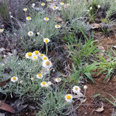 Leucochrysum albicans subsp. tricolor (Hoary Sunray) at Yarralumla, ACT - 22 Dec 2018 by jpittock
