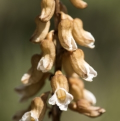 Gastrodia sp. (Potato Orchid) at Paddys River, ACT - 23 Dec 2018 by GlenRyan