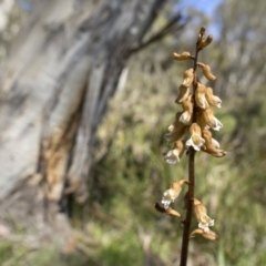 Gastrodia sp. at Paddys River, ACT - suppressed